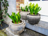 Grey vintage planter pot